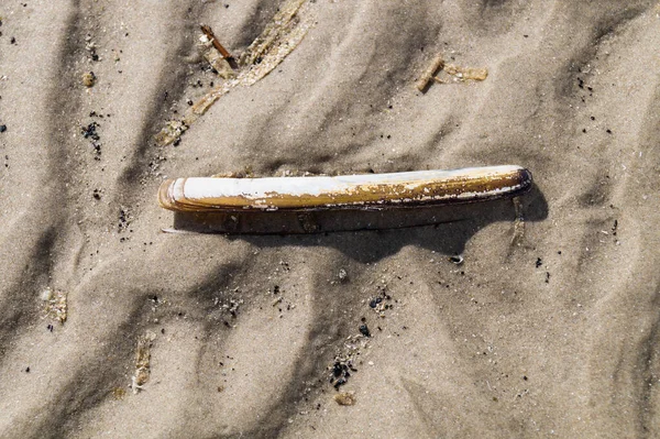 Blavand / Ho Danimarka sahilinde kabuklu deniz hayvanları