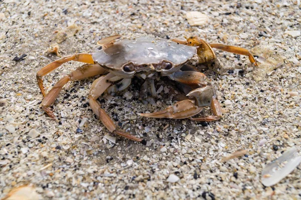 Blavand / Ho Danimarka sahilinde kabuklu deniz hayvanları