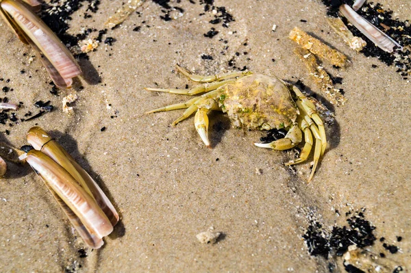 Blavand / Ho Danimarka sahilinde kabuklu deniz hayvanları