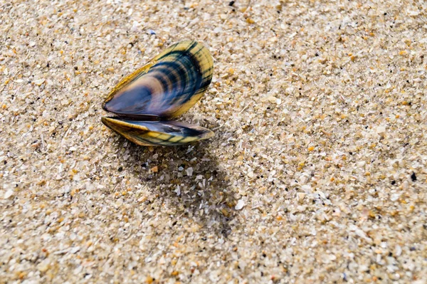 Blavand / Ho Danimarka sahilinde kabuklu deniz hayvanları