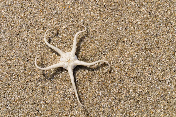 Blavand / Ho Danimarka sahilinde kabuklu deniz hayvanları