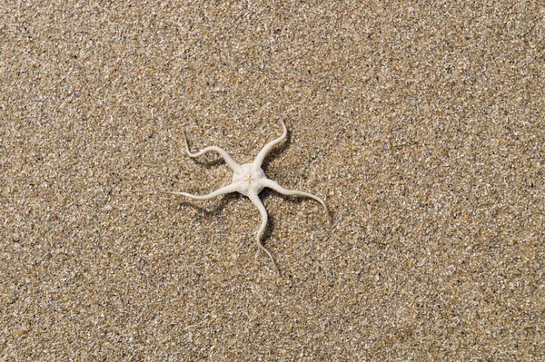 Blavand / Ho Danimarka sahilinde kabuklu deniz hayvanları