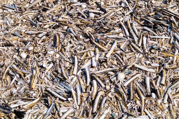 Blavand / Ho Danimarka sahilinde kabuklu deniz hayvanları