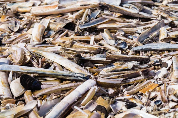 Blavand / Ho Danimarka sahilinde kabuklu deniz hayvanları