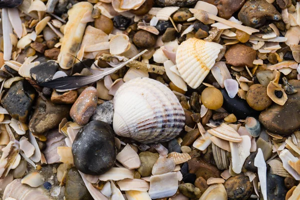 Blavand / Ho Danimarka sahilinde kabuklu deniz hayvanları