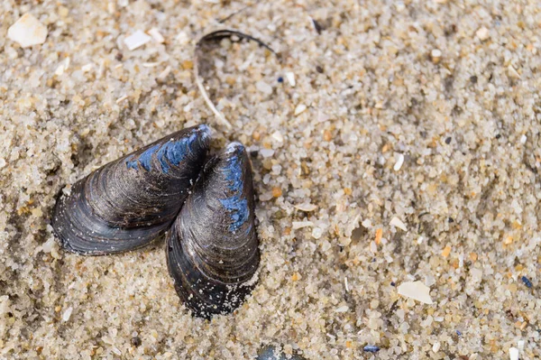 Shellfish Conch Beach Blavand Denmark — Stock Photo, Image