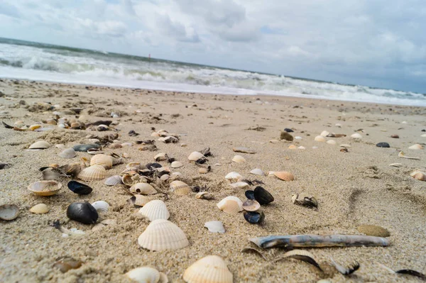 Раковина Пляже Блаванд Дания — стоковое фото