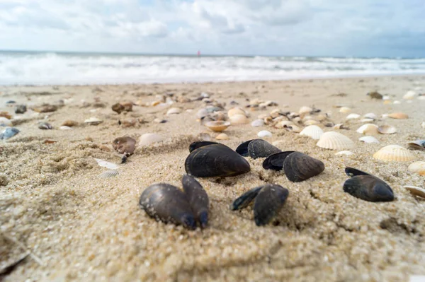 Blavand / Ho Danimarka sahilinde kabuklu deniz hayvanları