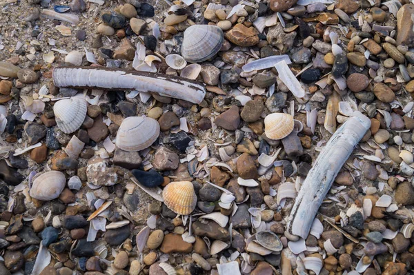 Blavand / Ho Danimarka sahilinde kabuklu deniz hayvanları