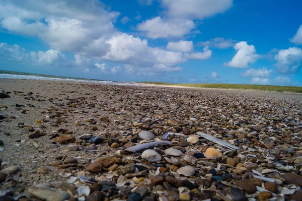 Blavand / Ho Danimarka sahilinde kabuklu deniz hayvanları