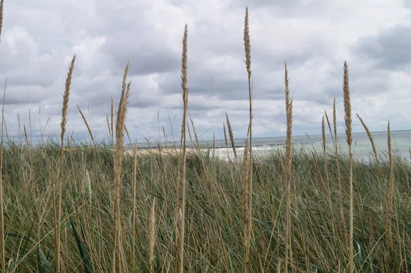 Impressions Infinless Beach North Sea Blavand Denmark — Stock fotografie