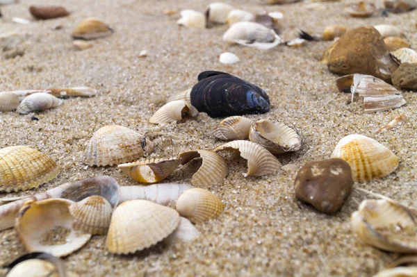 Impressionen Vom Endlosen Strand Nordmeer Blavand Dänemark — Stockfoto