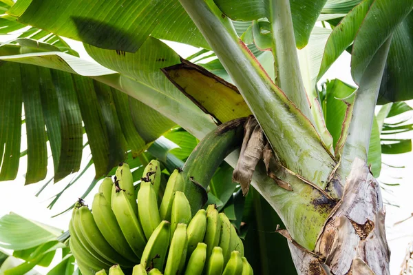 Banán Ültetvényen Madeira Szigetén — Stock Fotó