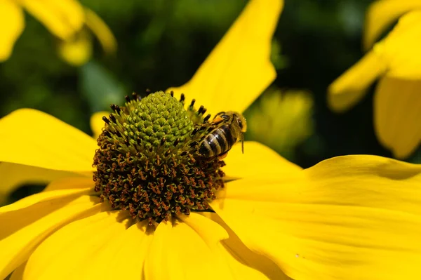 昆虫は庭で花粉を集める — ストック写真