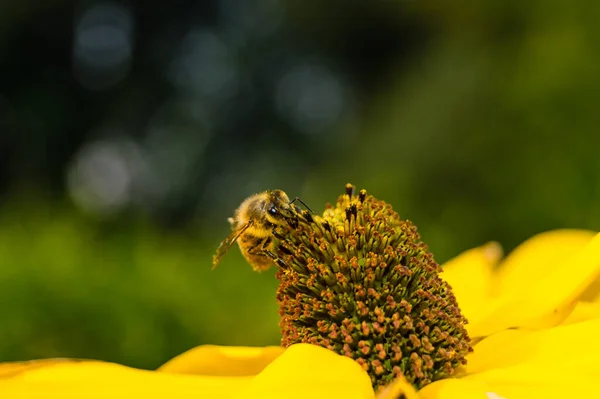 Insecten Verzamelen Stuifmeel Tuin — Stockfoto