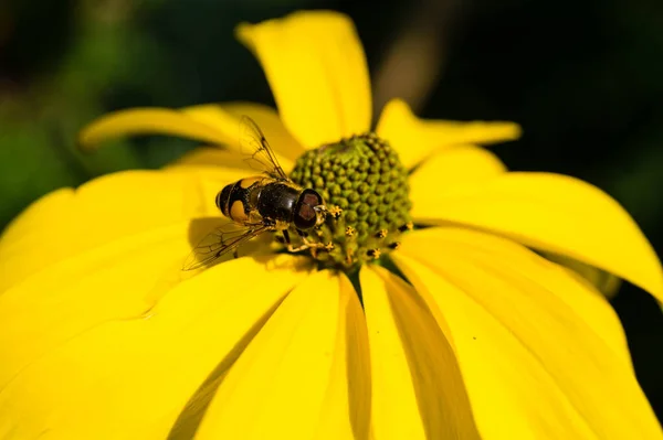 Insecten Verzamelen Stuifmeel Tuin — Stockfoto