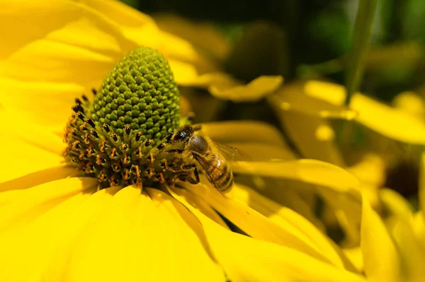 Insecten Verzamelen Stuifmeel Tuin — Stockfoto