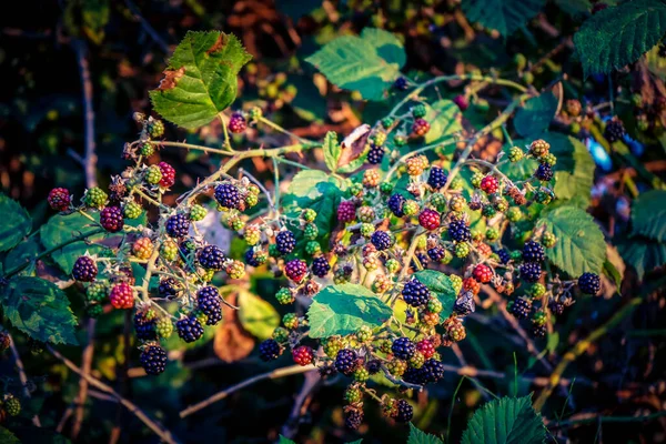 Bacca Nera Selvatica Fiore Con Frutti — Foto Stock
