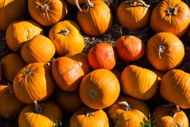 Çiftçi pazarında balkabakları