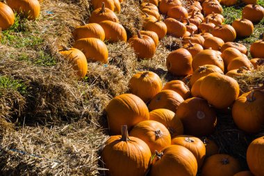 Çiftçi pazarında balkabakları