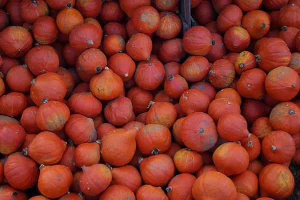 Calabazas Mercado Agricultores — Foto de Stock