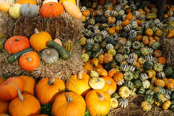 Calabazas Mercado Agricultores — Foto de Stock