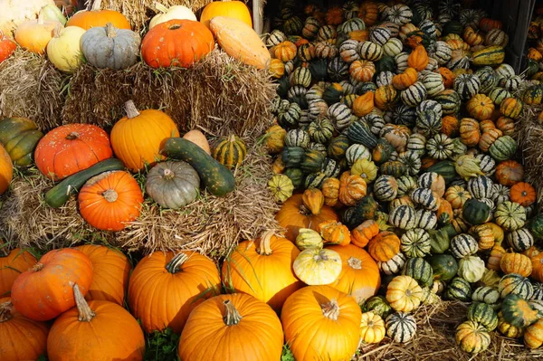 Calabazas Mercado Agricultores — Foto de Stock