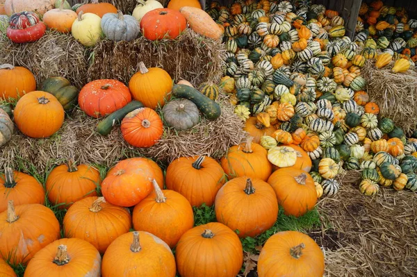 Citrouilles Sur Marché Fermier — Photo