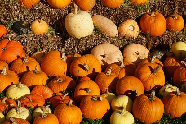 Calabazas Mercado Agricultores — Foto de Stock