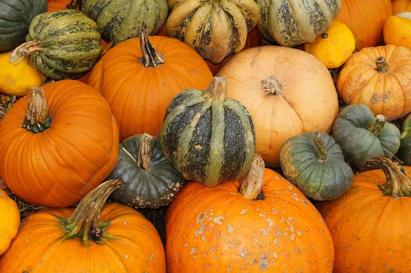 Calabazas Mercado Agricultores — Foto de Stock