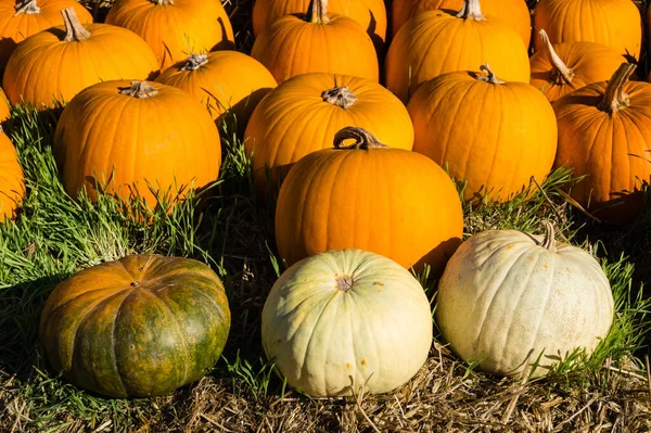 Calabazas Mercado Agricultores — Foto de Stock