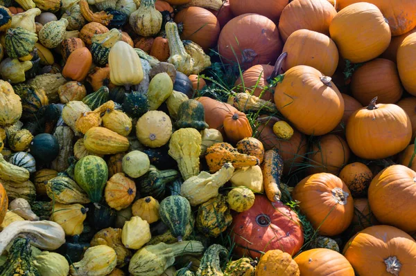 Calabazas Mercado Agricultores — Foto de Stock