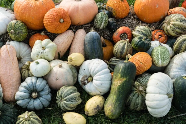 Calabazas Mercado Agricultores — Foto de Stock