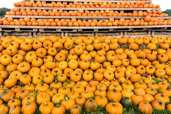 Citrouilles Sur Marché Fermier — Photo