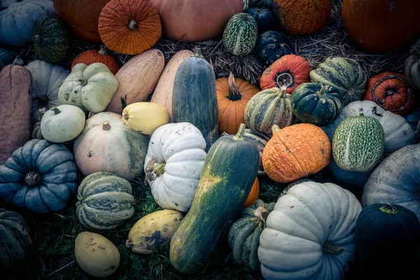 Calabazas Mercado Agricultores — Foto de Stock