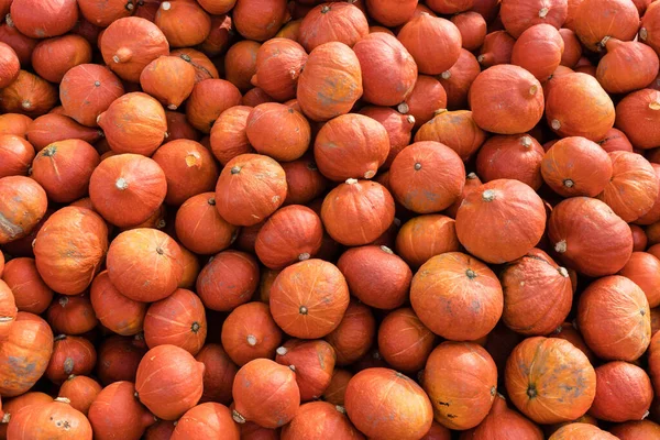 Calabazas Mercado Agricultores — Foto de Stock