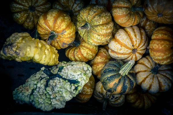 Pumpkins Farmers Market — Stock Photo, Image