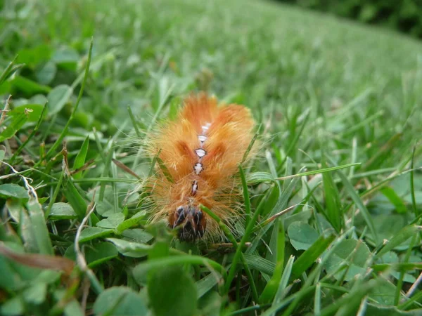 Owl Caterpillar Acronicta Aceris — Stock Photo, Image