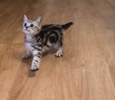 İngiliz kısa saç kedisi 13 haftalık