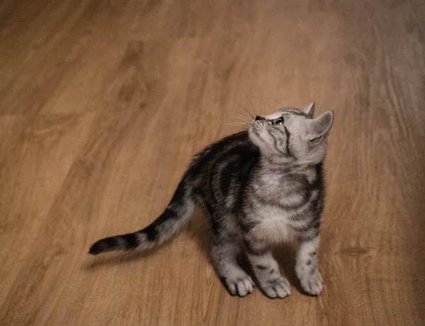 Britannico Gatto Capelli Corti Settimane — Foto Stock