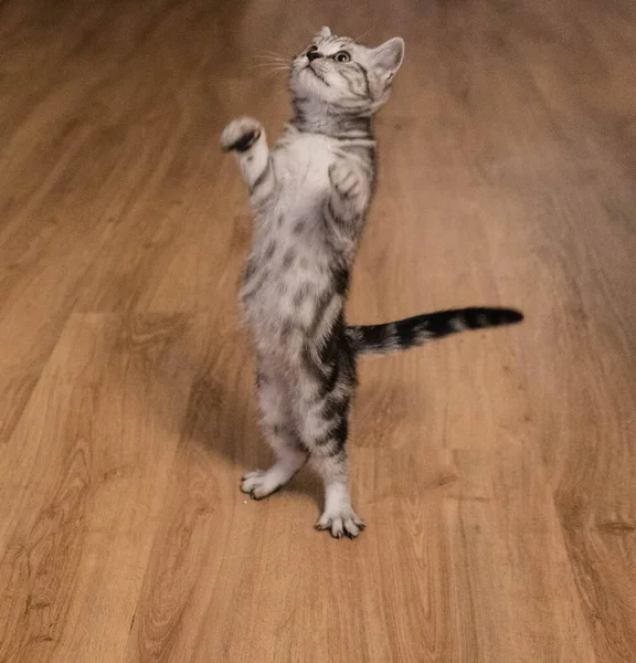 Britannico Gatto Capelli Corti Settimane — Foto Stock