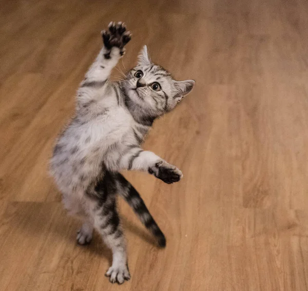 Британський Короткошерстий Кіт Тижнів — стокове фото