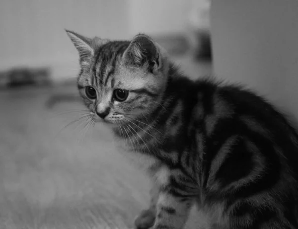 13周大的英国短毛猫 — 图库照片
