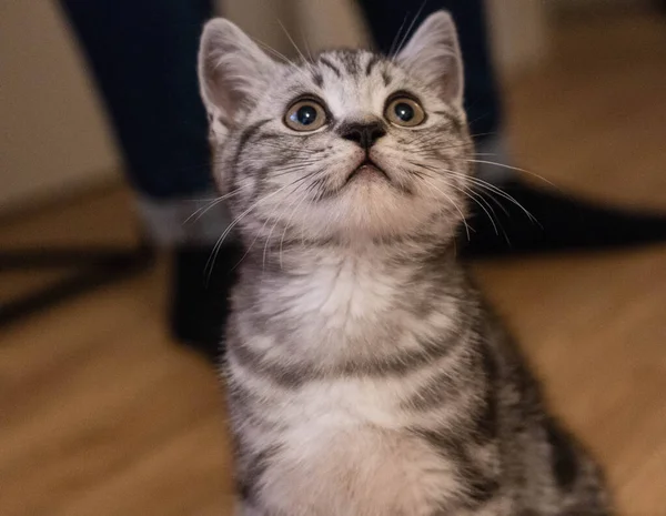 Británico Pelo Corto Gato Semanas Edad —  Fotos de Stock