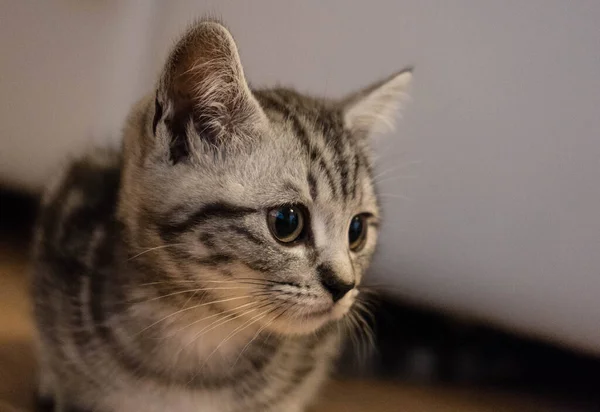 Britannico Gatto Capelli Corti Settimane — Foto Stock