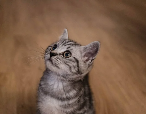 Británico Pelo Corto Gato Semanas Edad —  Fotos de Stock