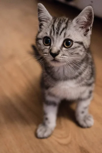Βρετανός Κοντός Γάτος Εβδομάδων — Φωτογραφία Αρχείου