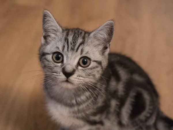 Británico Pelo Corto Gato Semanas Edad —  Fotos de Stock