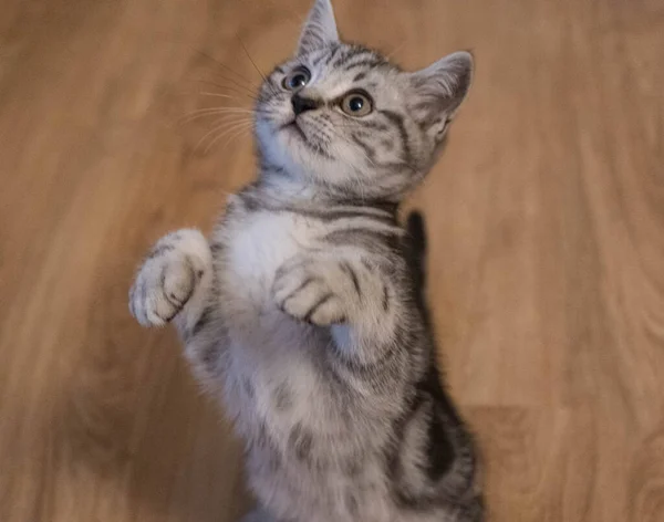 Británico Pelo Corto Gato Semanas Edad — Foto de Stock