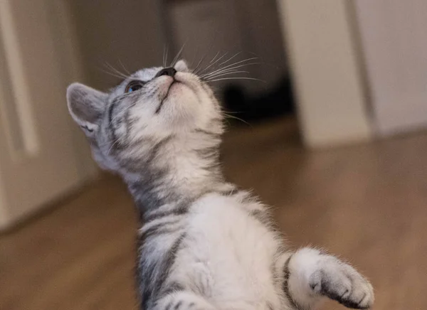 British Short Hair Cat Weeks Old — Stock Photo, Image